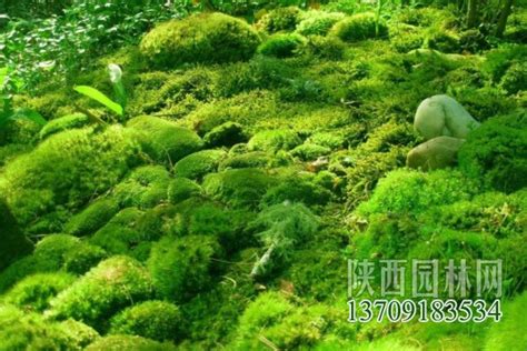 青苔形成|青苔（苔藓类植物）